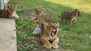 מסתגלים לחיים החדשים בקריות