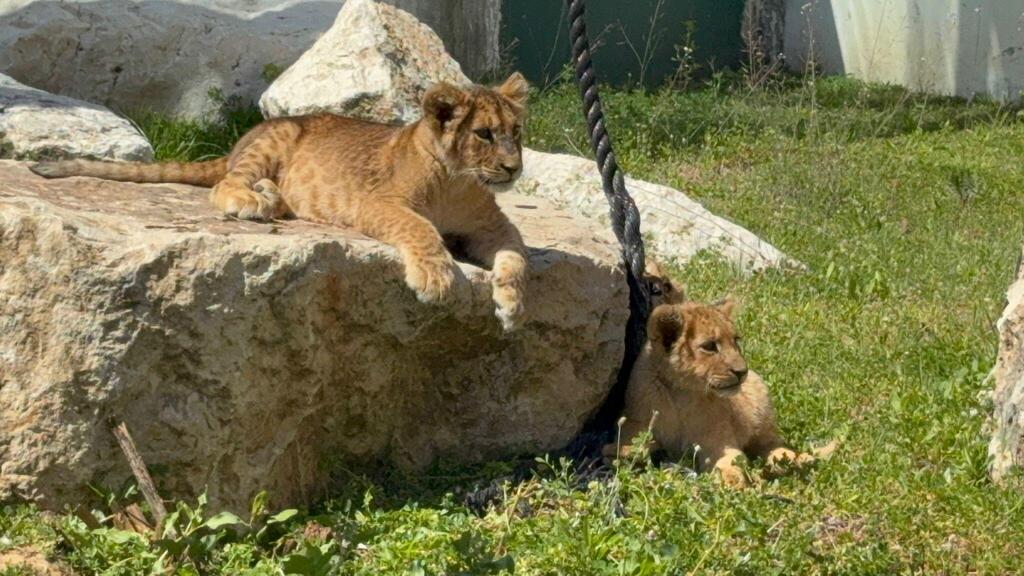 שניים מגורי האריות בקריית מוצקין