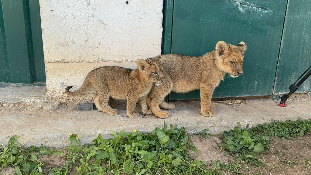 הגורים הוברחו לארץ, ככל הנראה באמצעות רחפנים