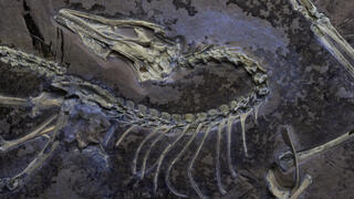 המאובן שהתגלה בגרמניה ומוצג כעת בשיקגו