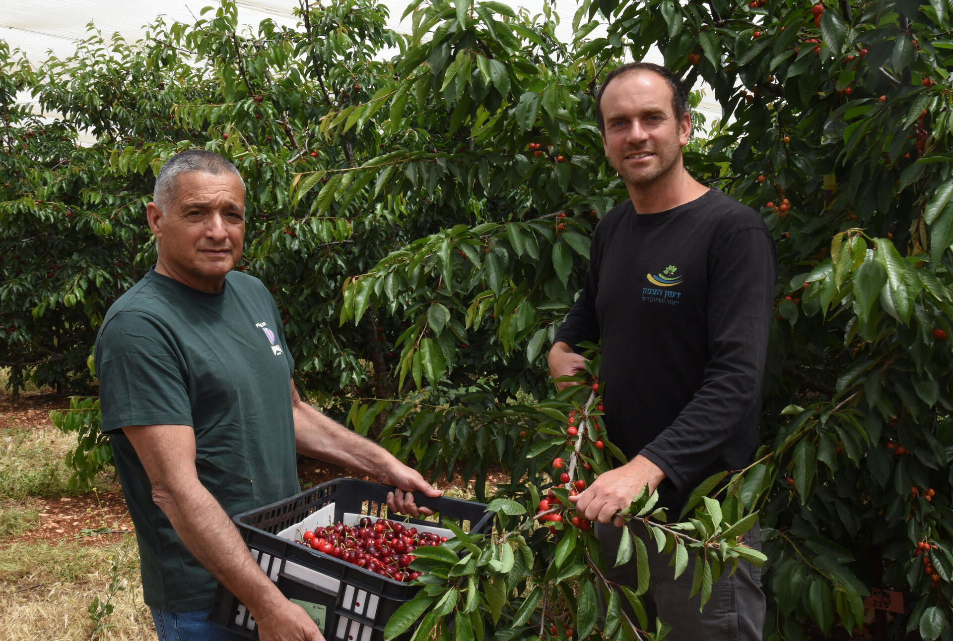 קטיף דובדבנים במנרה 
