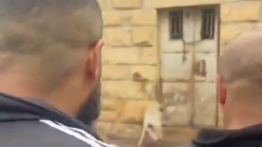 שניים מהחשודים מתקרבים לחזיר. לאחר כמה שניות הם ירו בו למוות