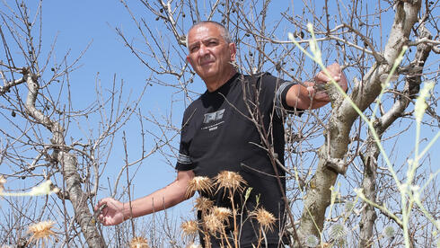 המטעים היבשים. ביטון