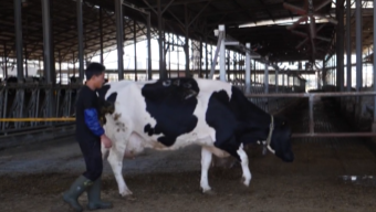 רפתות בעוטף עזה, בקיבוץ עלומים וקיבות כיסופים