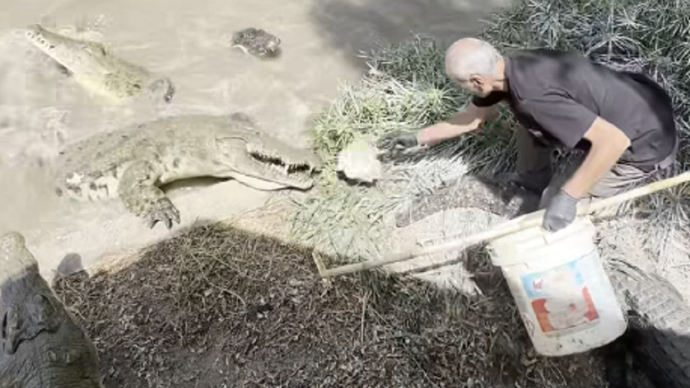 האכלת תנינים בחמת גדר