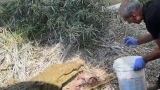 האכלת תנינים בחמת גדר