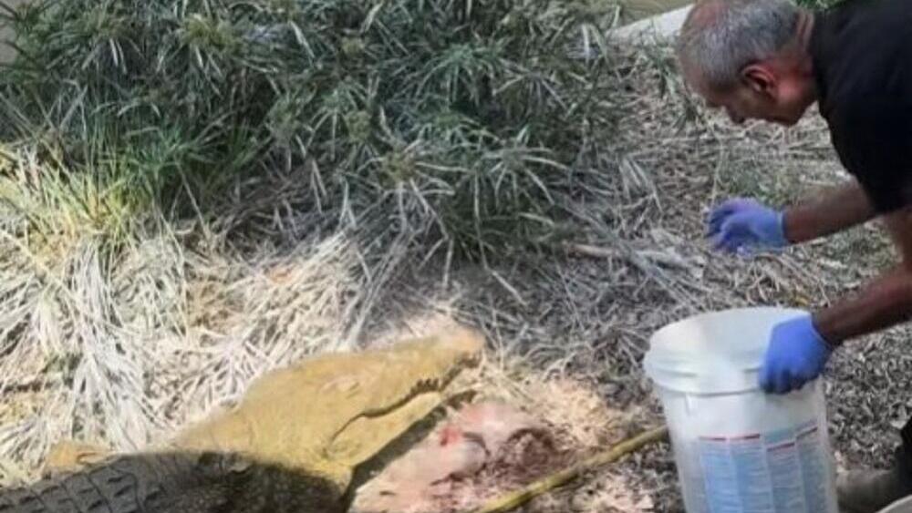 האכלת תנינים בחמת גדר