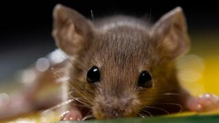 עכבר שנלכד במלכודת דבק