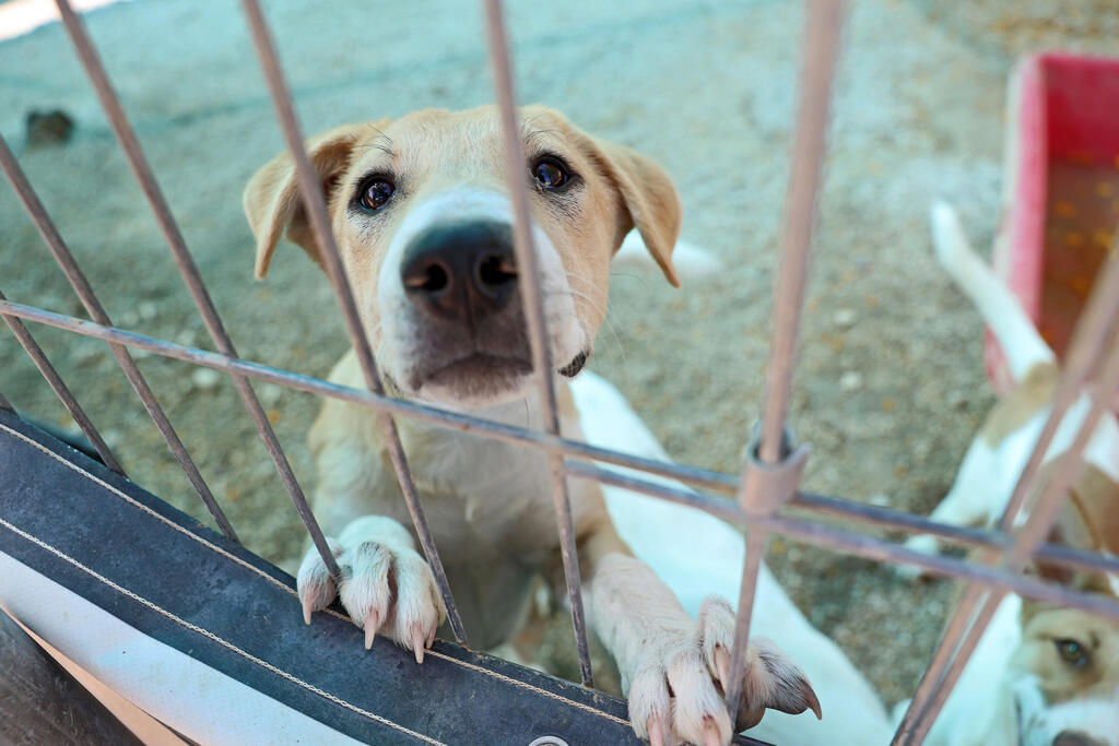 כלב שמחכה לאימוץ