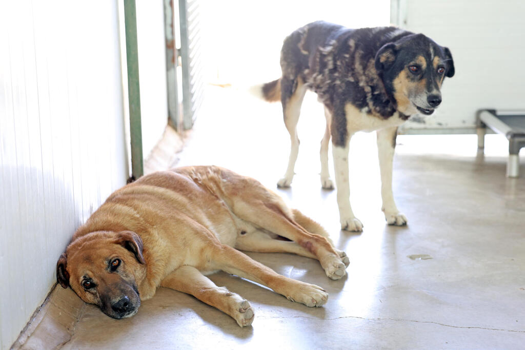 כלבים שמחכים לאימוץ