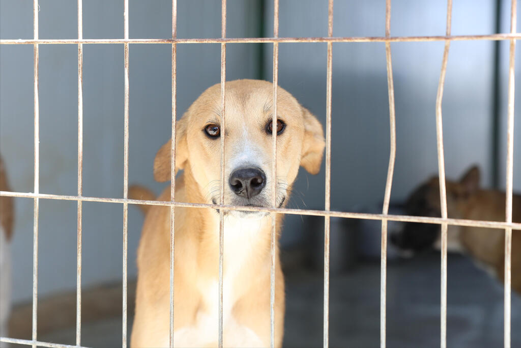 כלב שמחכה לאימוץ
