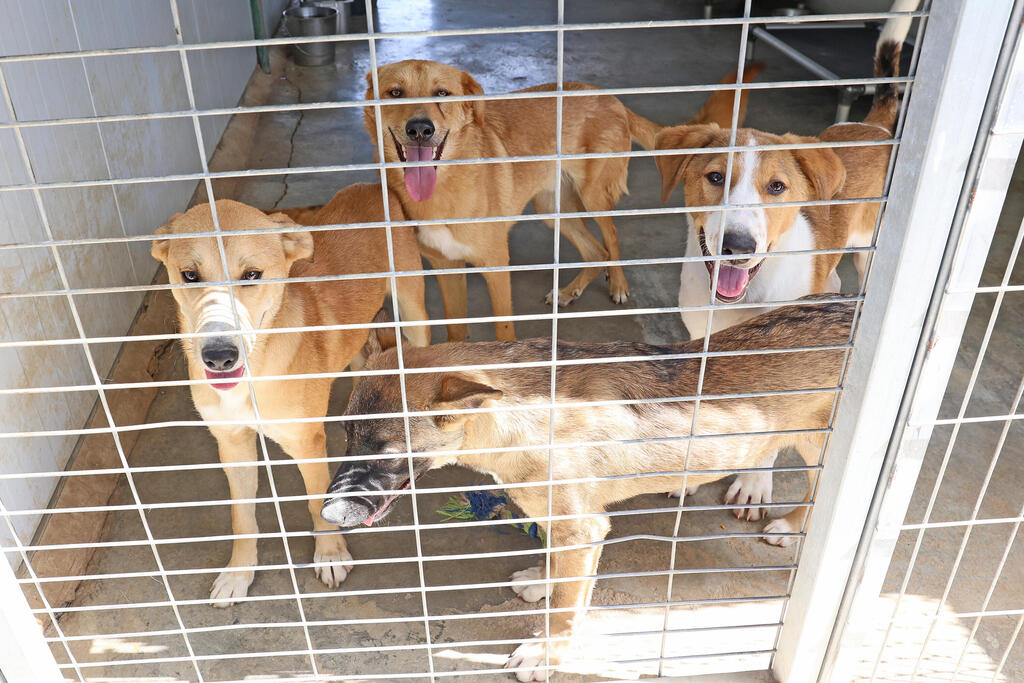 כלבים שמחכים לאימוץ