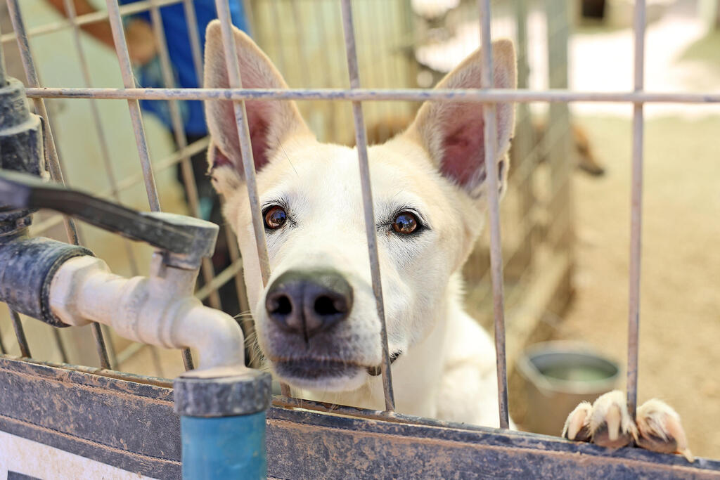 כלב שמחכה לאימוץ