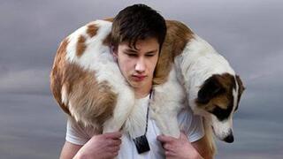 Man's best friend, on his shoulders