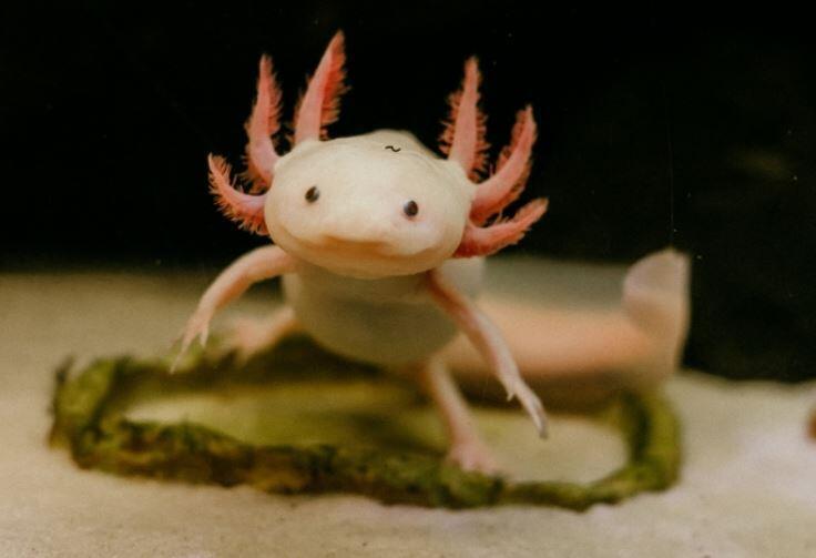 Ambystoma mexicanum