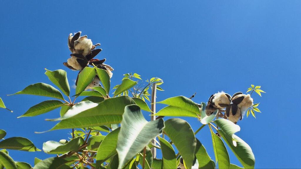 Пух бомбакса поздней весной 
