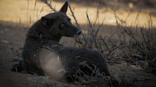 ציעוד נדיר בנגב