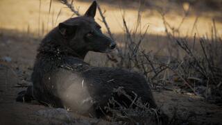 ציעוד נדיר בנגב