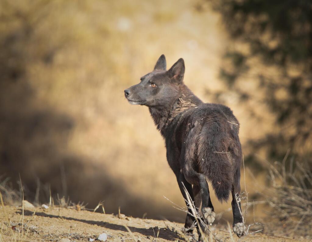 כלב, תן או הכלאה? המומחים עוד בודקים