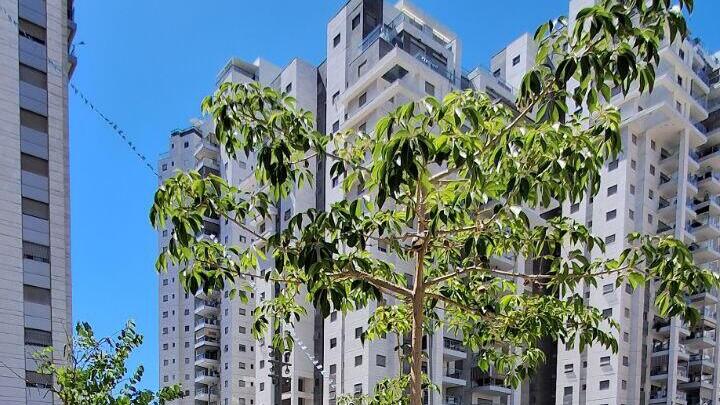 Горизонтальные ветви бомбакса  