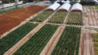 השטח בו בוצע המחקר על זני החיטה העמידים בפני יובש