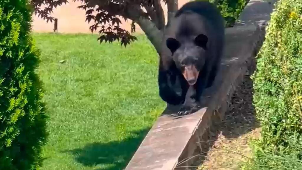 The black bear wandering through backyards in New York's West Harrison (Photo: Sccreenshot) The black bear wandering through backyards in New York's West Harrison