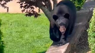 The black bear wandering through backyards in New York's West Harrison