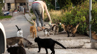 Кормление уличных кошек