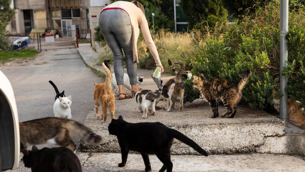 Кормление уличных кошек