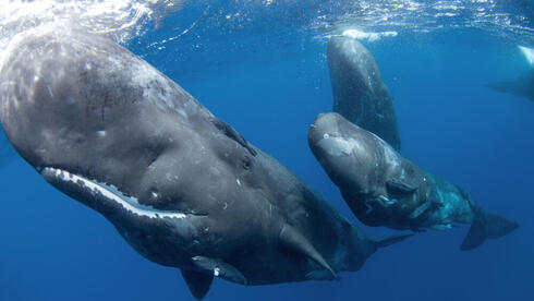 לווייתנים ראשתניים