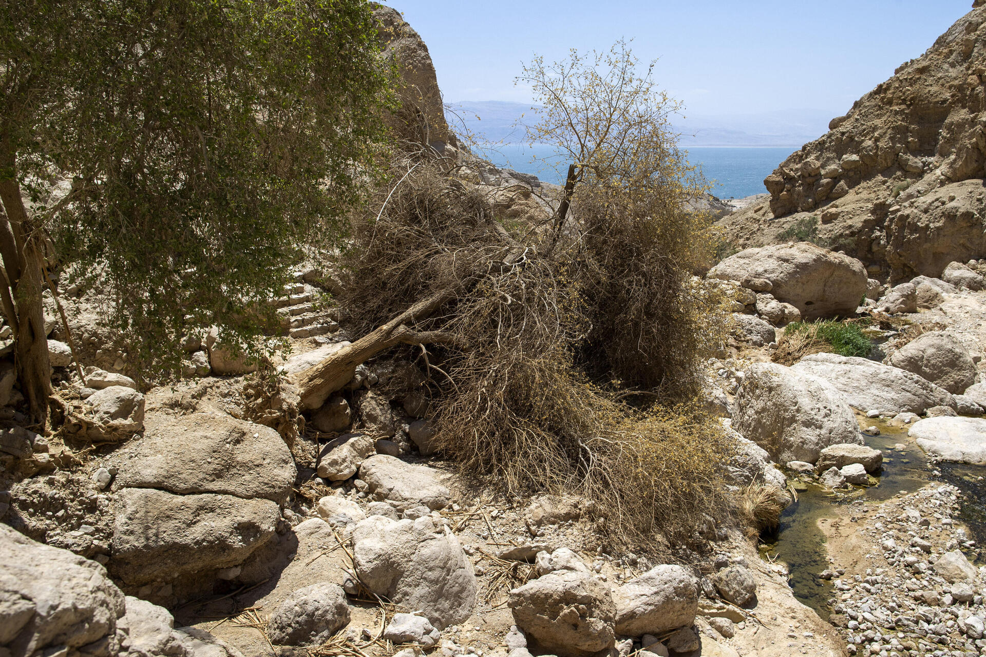 השטפון בעין גדי החריב כל חלקה טובה 