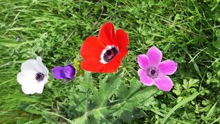 כלניות צבעוניות