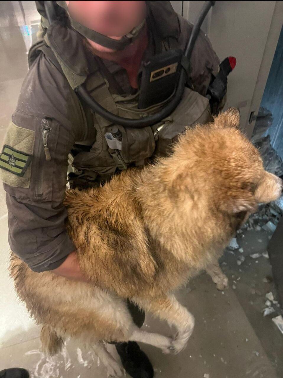 חילוץ כלב ממבנה שנפגע מטיל