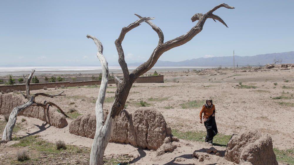 Засохшее миндальное дерево в Иране (Фото: Solmaz Daryani/Shutterstock) עצי שקד שהתייבשו כתוצאה מהבצורת באיראן
