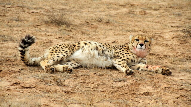 ברדלס אסייתי באיראן