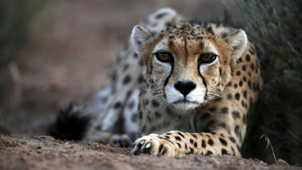 ברדלס אסייתי