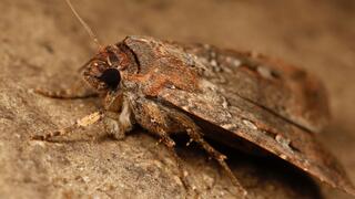 עש הבוגונג האייקוני של אוסטרליה, הנודד עד אלף קילומטרים מדי שנה למספר מערות נבחרות באלפים האוסטרליים