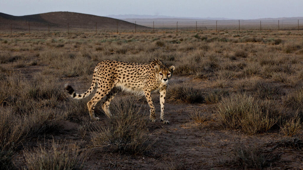 ברדלס אסייתי