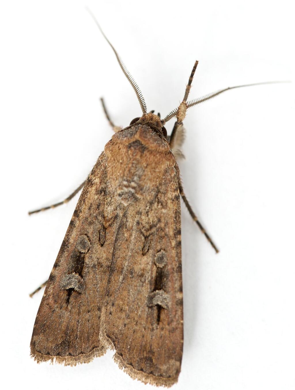 עש הבוגונג האוסטרלי