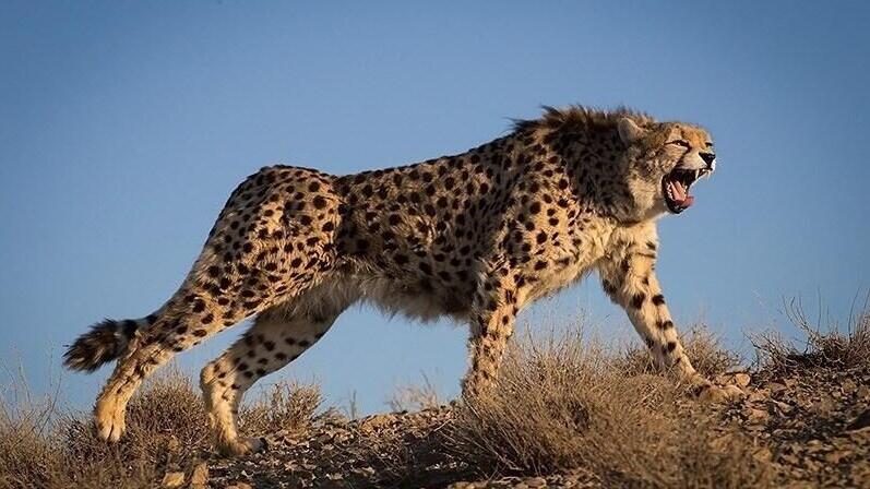 ברדלס אסייתי באיראן
