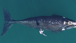 גור של לוויתן אובלנה דרומית עם פצעי ניקור על גבו, ולצידו שחף דומיניקני 