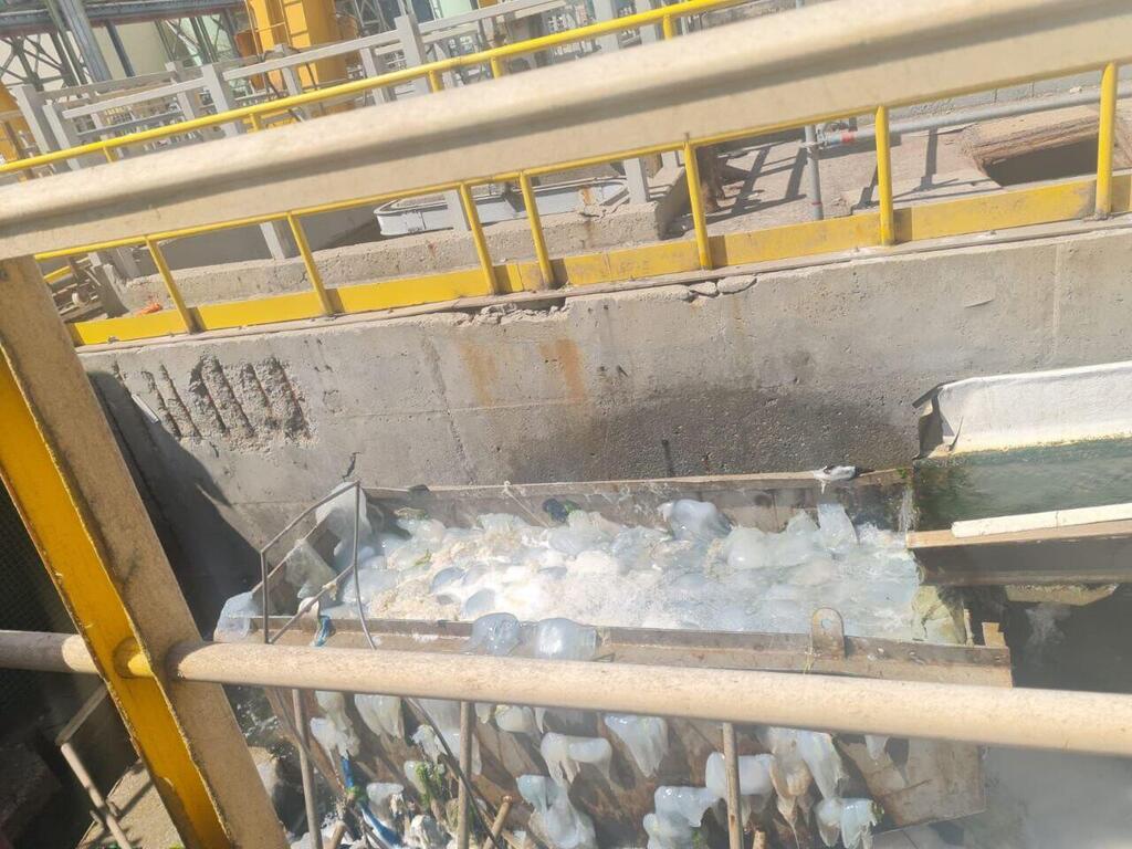 Thousands of jellyfish wash into the intake screens of the Rotenberg power station in Ashkelon (Photo: Israel Electric Corporation) מדוזות שנשאבו לתחנת הכוח