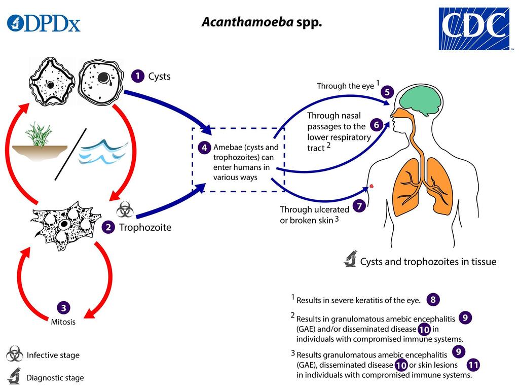 Life cycle of the amoeba