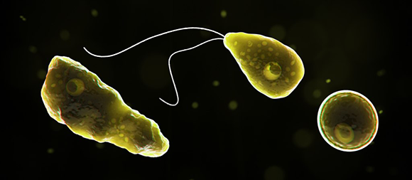 Naegleria fowleri in its various life stages