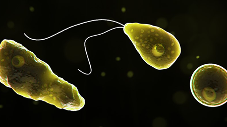 Naegleria fowleri in its various life stages