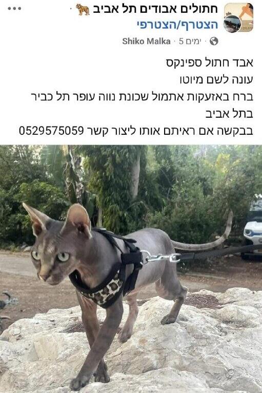 חתול הספינקס מיוטו שעדיין נעדר