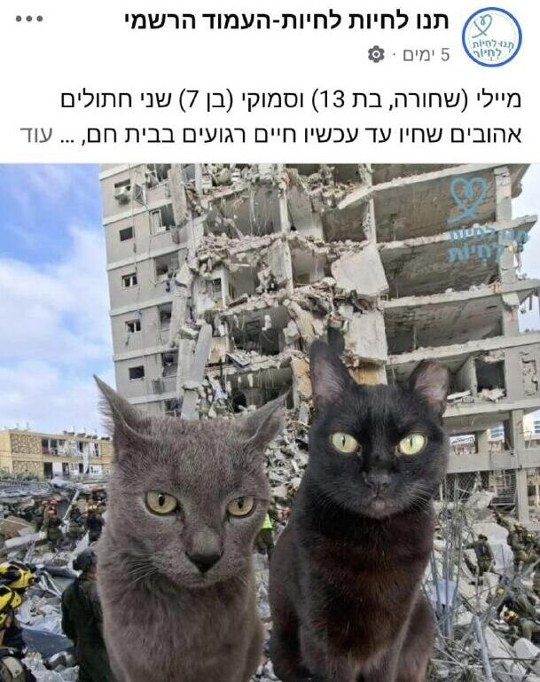 מיילי וסמוקי עדיין נעדרים
