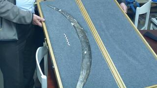 צוות המחקר מציג את הבומרנג שתוארך כבן 40 אלף שנים