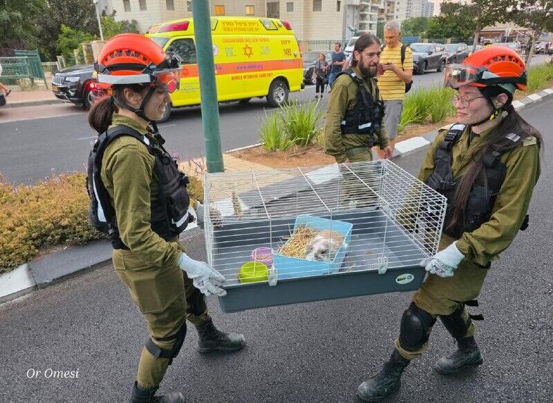 חילוץ ארבנת מהזירה בפתח תקווה