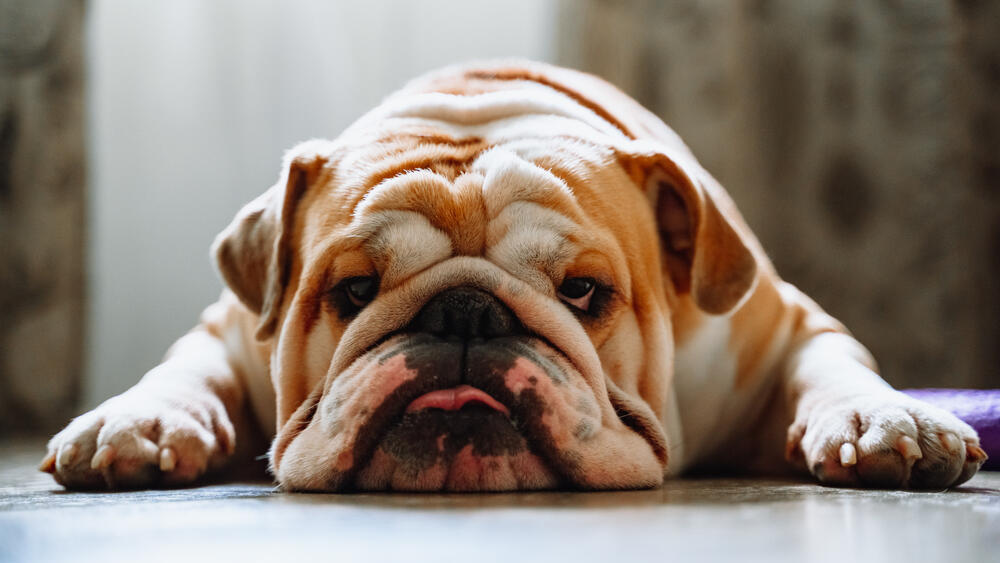 בולדוג אנגלי